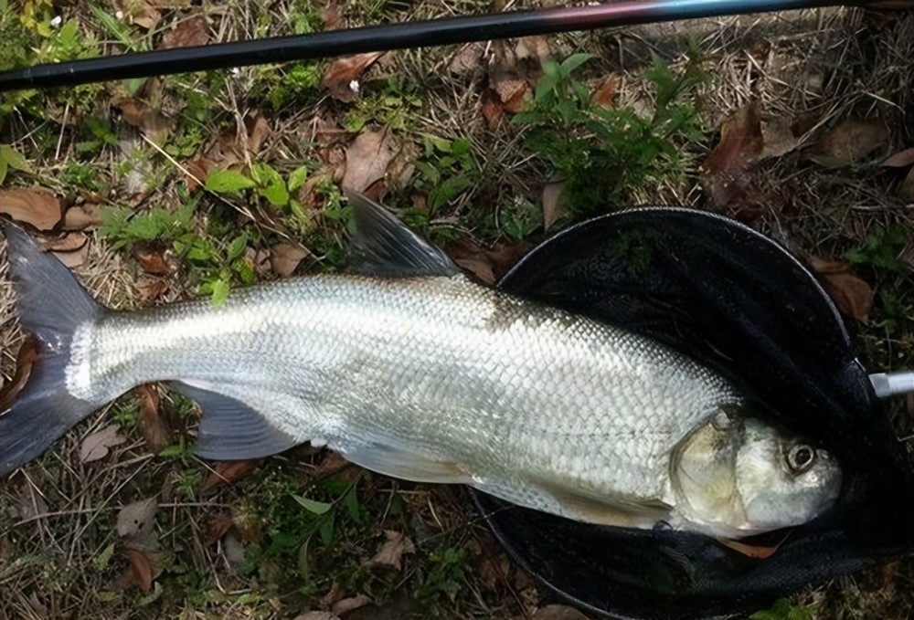 钓翘嘴不会诱鱼?4个"诀窍"你记牢,让你体验连竿到爆护的快感_腾讯新闻