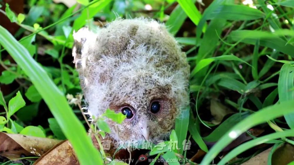勐腊县勐腊镇野生动物救助中心救助一只国家二级保护动物领角鸮_腾讯