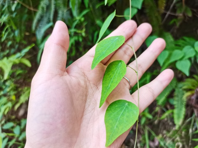 其实千金藤属的植物有很多,大家要注意区分,今天带你了解千金藤