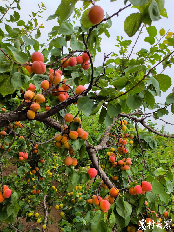 好品山东来份土特产山村张高人杰地灵贡品水杏风味独特