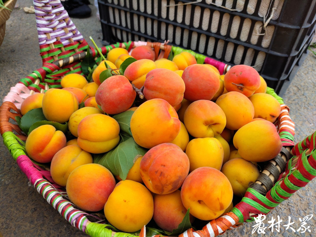 好品山东来份土特产山村张高人杰地灵贡品水杏风味独特