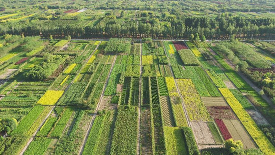 厚植最美生态 绿染城市乡村