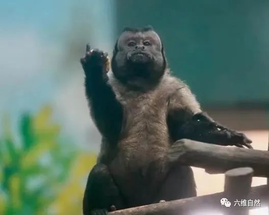浙江一只"国字脸"猴子走红,像猴子派来的逗比,有多接近人类的亲缘关系