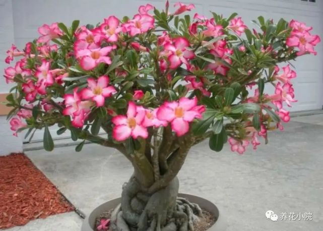 6种 懒人花 好养又漂亮 不用经常管 也能长得旺 沙漠玫瑰 盆栽 养花