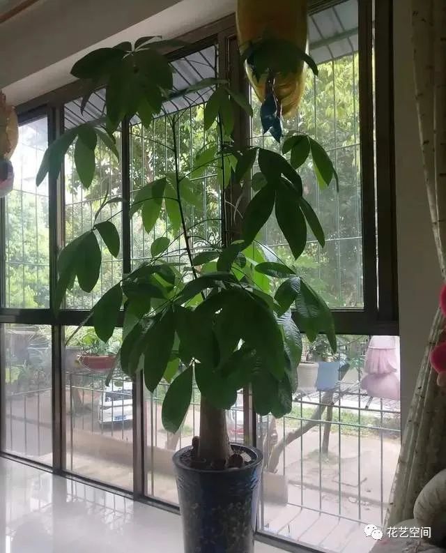 生长期使用氮元素较多的肥料,比如饼肥,花多多一号,绿叶宝等等,小苗都