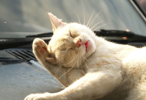 猫咪频繁甩头,是生病了吗?_腾讯新闻