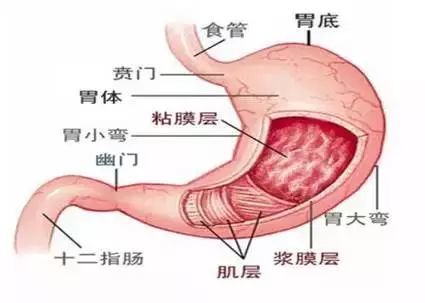 胃不舒服?你一定是缺乏這種營養素!