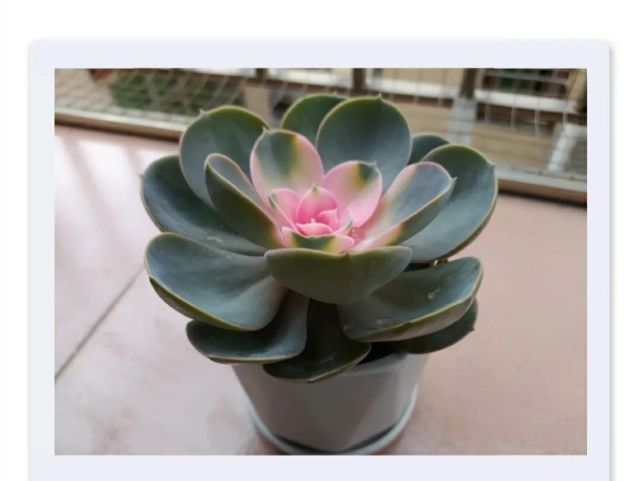 多肉植物红心莲红娘带精美花盆32.6元