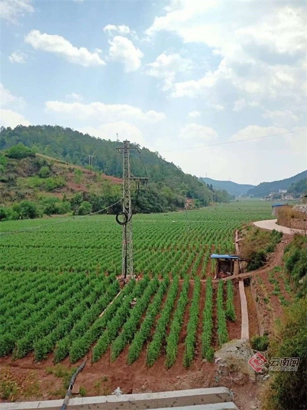 云南禄丰广通镇:粮经两不误 农民双丰收