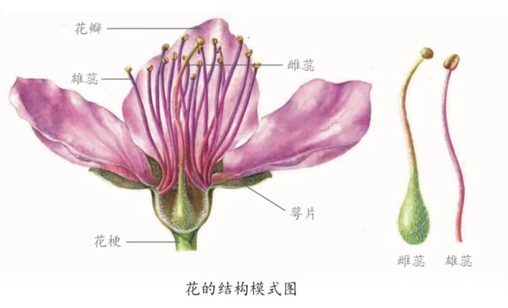 男女搭配 干活不累 植物的雄蕊雌蕊也是这样 腾讯新闻