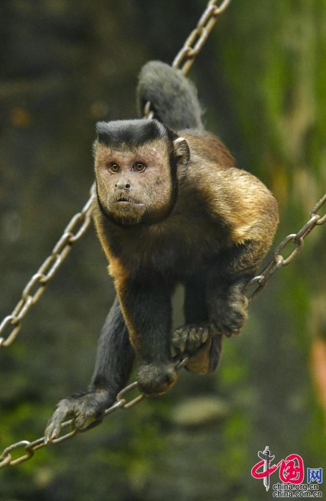 国字脸黑帽悬猴被拍成抖音点击量超过3千万