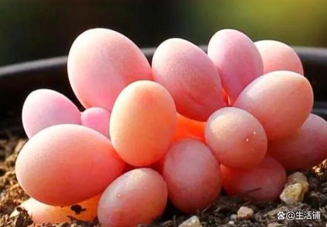 桃蛋怎么养得肥肥胖胖红红的?4个"上色"技巧,养出粉嫩状态