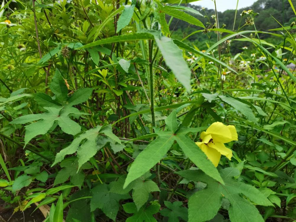 这种植物的花长得像豹子的眼睛 曾是濒危植物 你见过吗 腾讯新闻