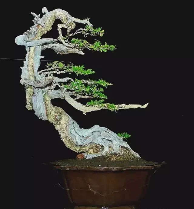 这几位国外盆景大师的风格,你怎么看?_腾讯新闻