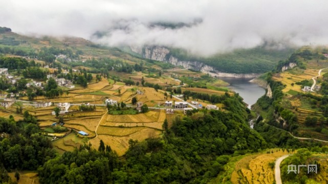 贵州纳雍：小麦覆陇黄 丰收盛景入画来_腾讯新闻