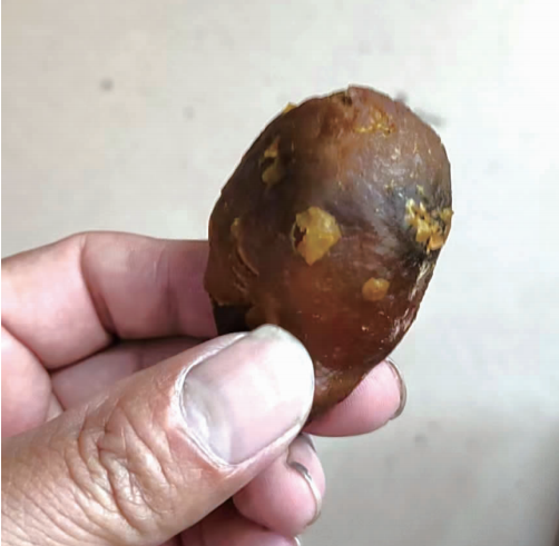 "鸡宝"不仅具有药用价值,而且价格极高