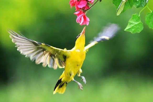 莺歌燕舞,诗歌中的黄鹂鸟,大自然的歌唱家