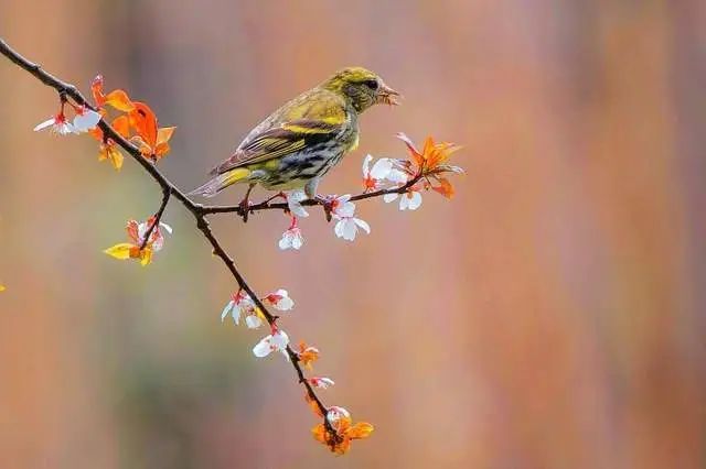 下开满了深浅不同颜色各异的花朵,还能听到绿纱窗外黄鹂婉转的叫声