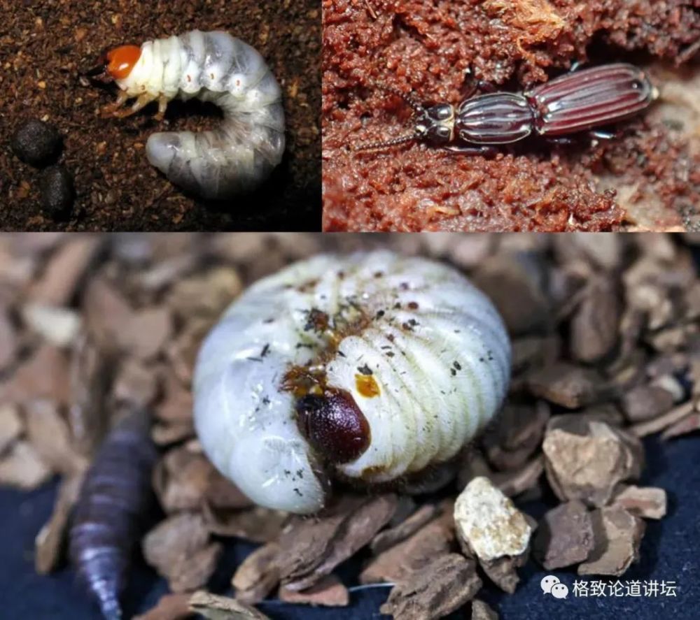 在家里养屎壳郎你没有看错我甚至还为它精心研制了一份食谱