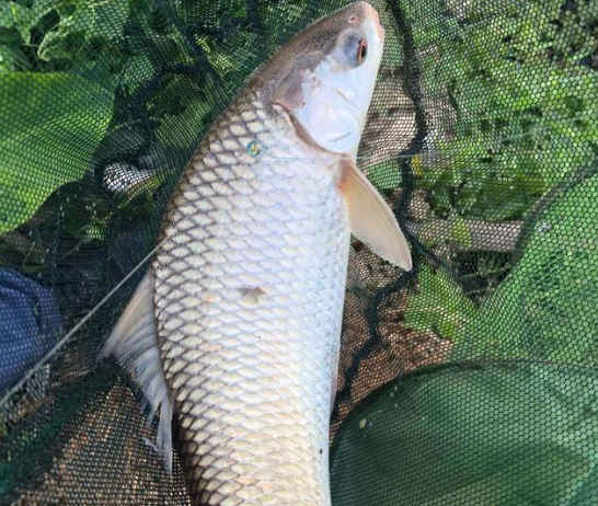 其實泰鯪魚並不是原產自泰國,它的故鄉是在孟加拉國,印度,緬甸,尼泊爾