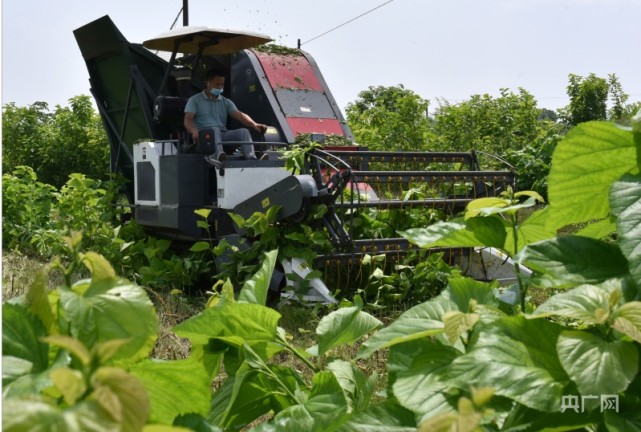 湖南双峰发展蛋白桑产业助力乡村振兴