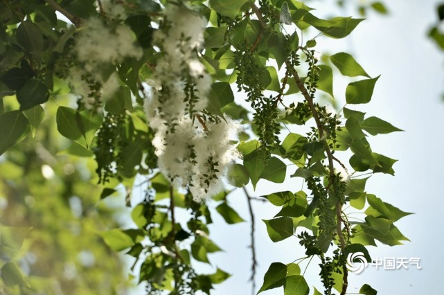 北京郊区杨柳絮爆发漫天飞舞如飘雪