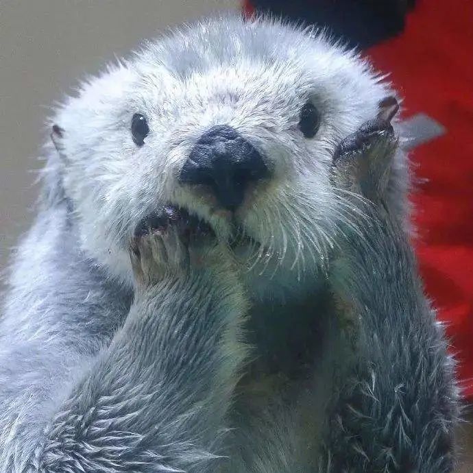 许多其他海洋哺乳动物不同的是海獭是吃货界的"大胃王"吃瓜"群獭"海獭