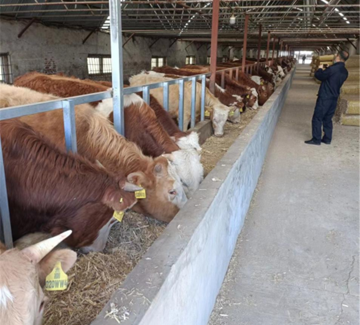 人保财险延边分公司全面提标牛脸识别助力延边黄牛产业发展