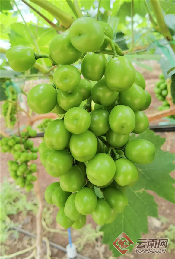 云南宾川:小葡萄成村民增收致富"金钱串"_腾讯新闻
