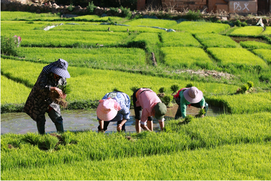 好一幅楚雄农忙美景图