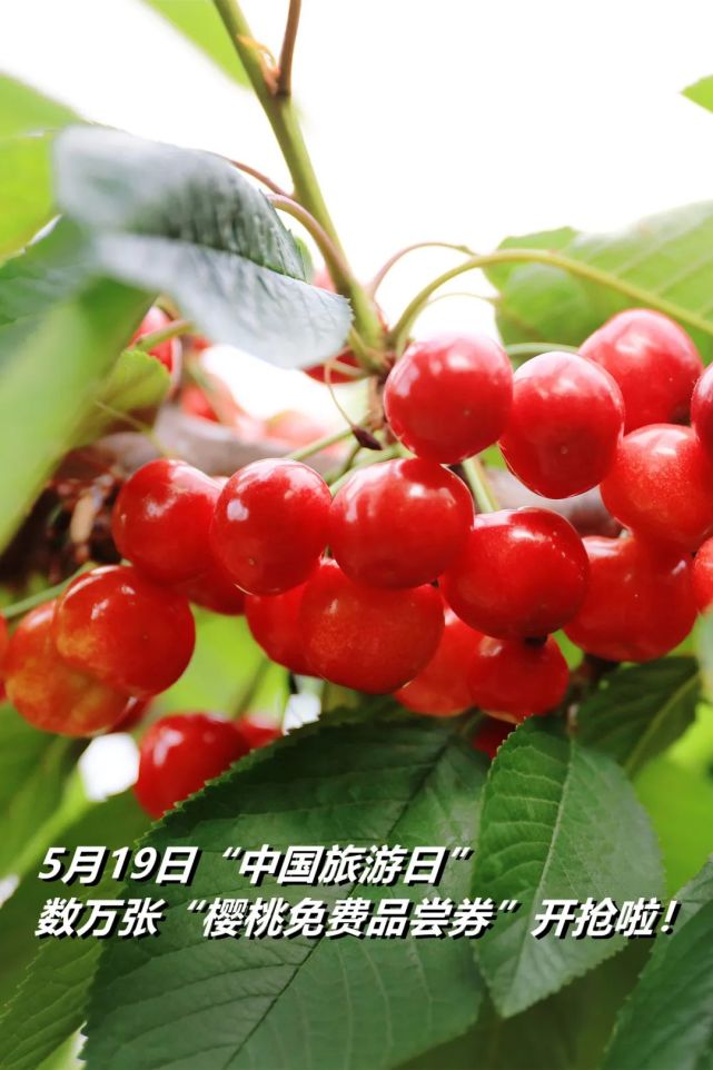 文登)昆嵛山樱桃节定向券于5月19日"中国旅游日"开抢数万张"樱桃免费