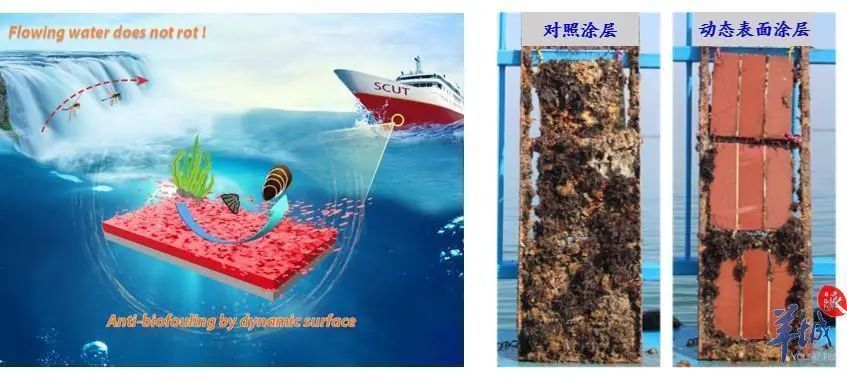 新型海洋防污材料效果对比图此外,海洋中,各种可能对船舶,装备进行
