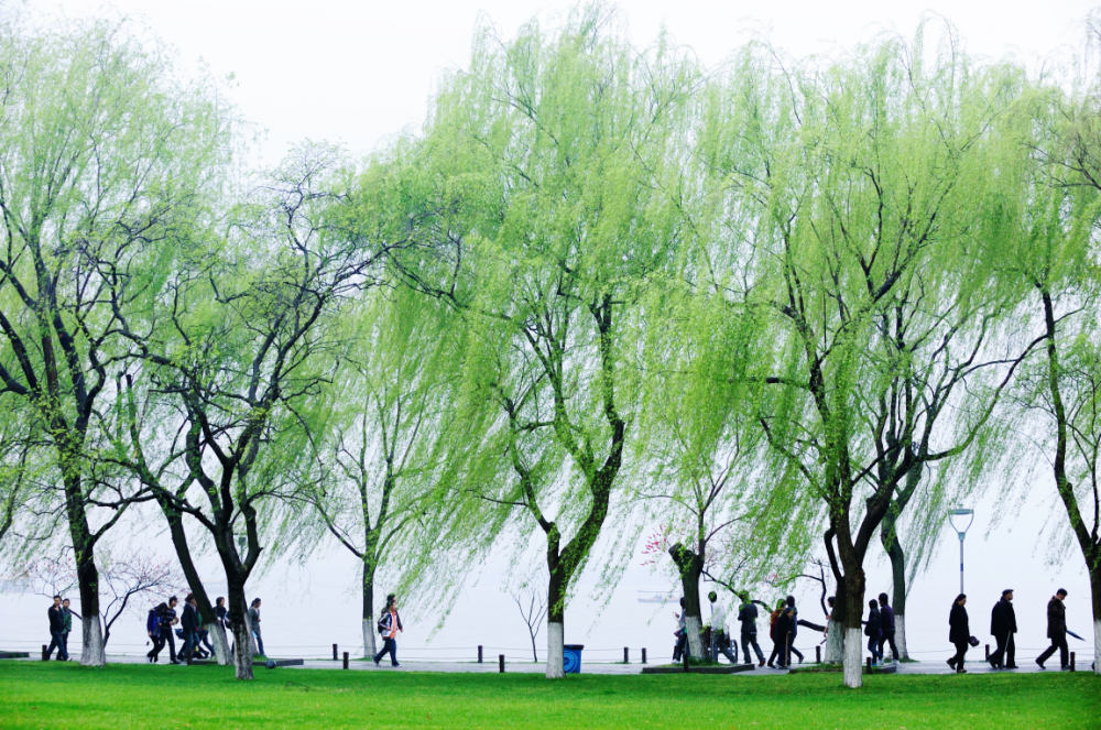 西湖柳移走又补种是一堂生动的公开课