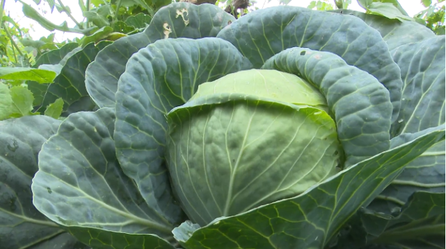 【观众热线】11亩莲花白成熟待销,寻求好心人帮助