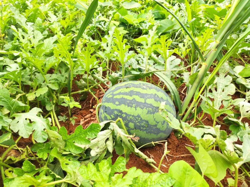 岑对屯:坚果地里套种西瓜 以短养长助增收