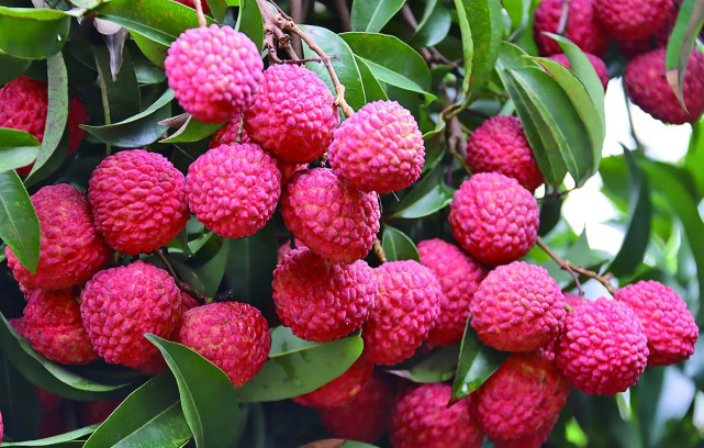 吃荔枝的季节,麻垌镇的荔枝怎么样