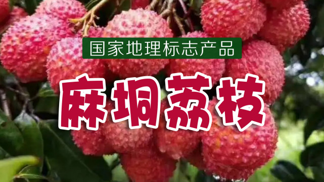 吃荔枝的季节,麻垌镇的荔枝怎么样