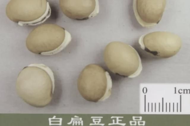 药食同源的豆中之王白扁豆