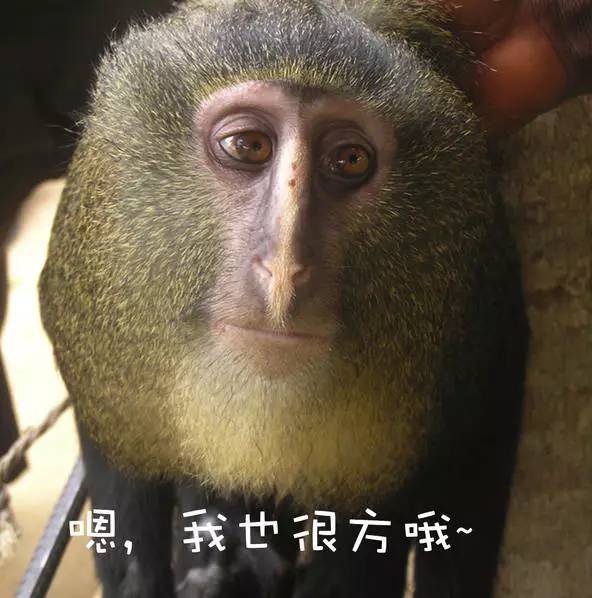 同样作为猴子,论脸方,洛马米长尾猴也是榜上有名!
