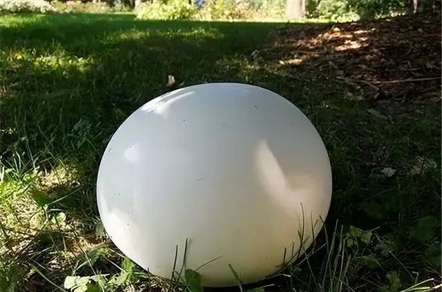 【易中猎奇】亚马逊发现一枚巨蛋,内藏人形生物,难不成"卵民国"真的