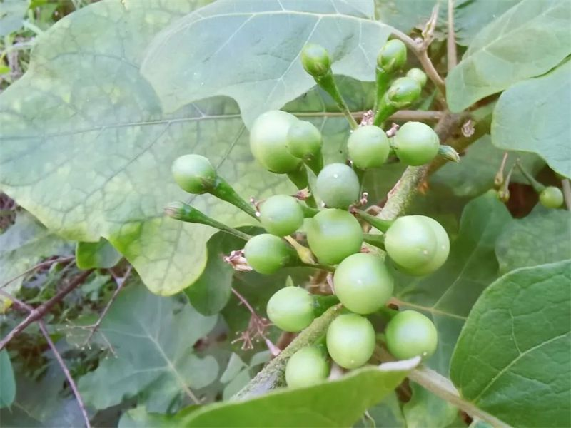 苦子果属于茄科,是一种多年生的野生灌木,也叫"山茄子",是一种可以