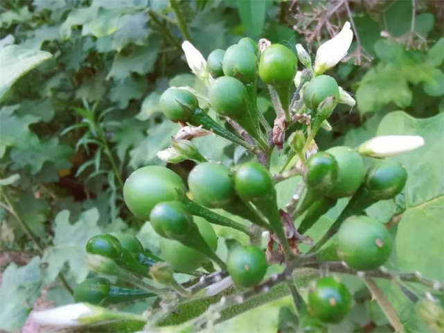 【美食】美味苦子果,一夏不上火!