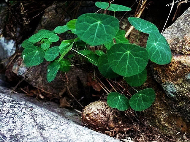 千金藤是一种什么样的植物?