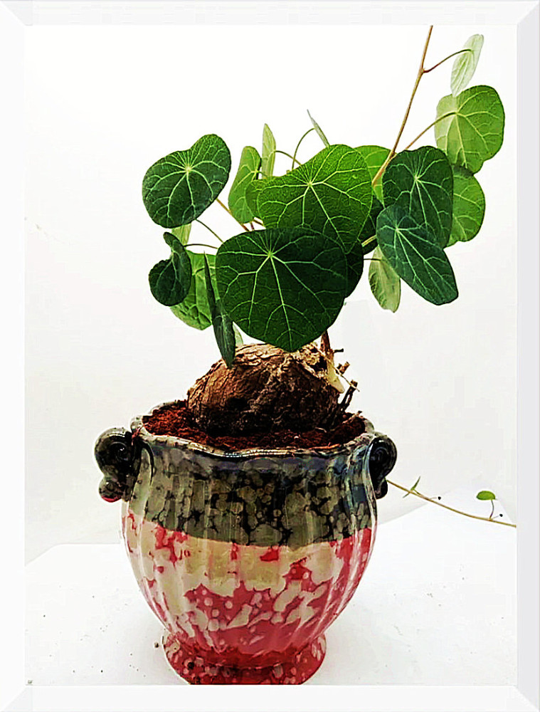 千金藤是一种什么样的植物它的提取成分被科学家发现是新冠治疗新药