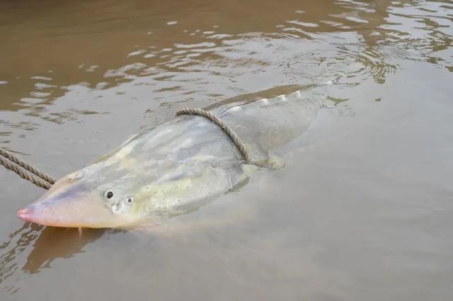 罕见200多斤鲟鳇鱼