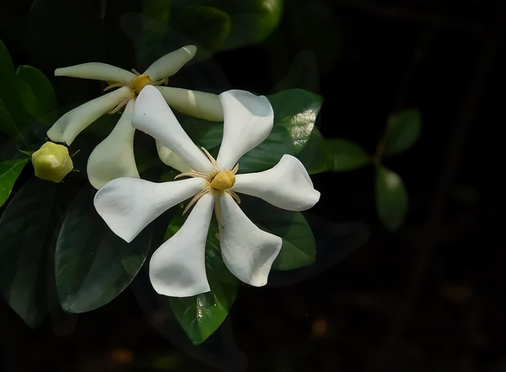 这种能吃的"栀子花"叫山栀子,有的地方也叫野栀子花,山枝花等等,最