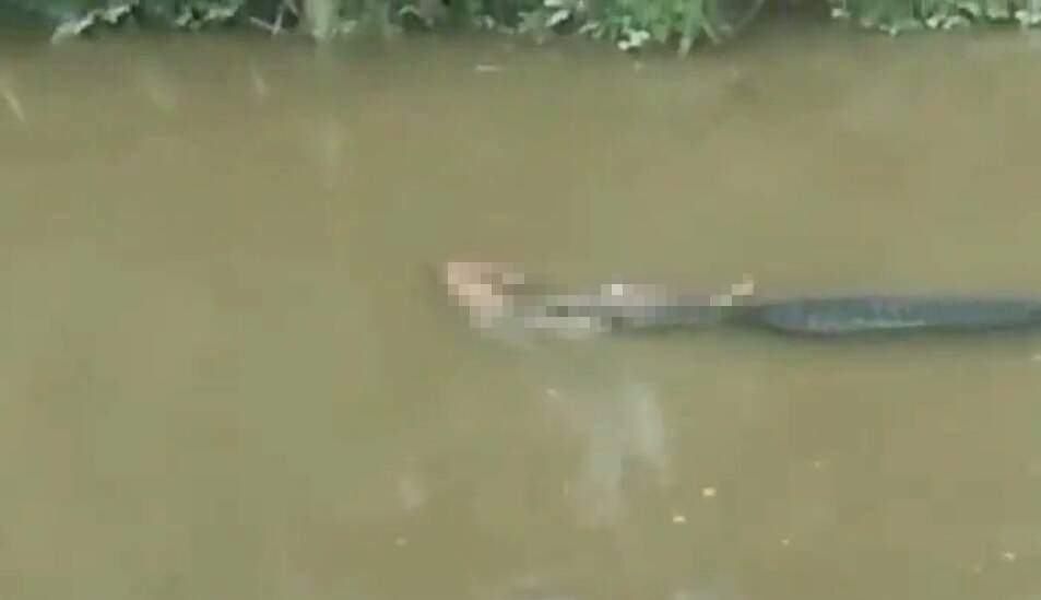 印尼一男子钓鱼时遭鳄鱼袭击，被拖入河中后死亡冀教版小学英语点读