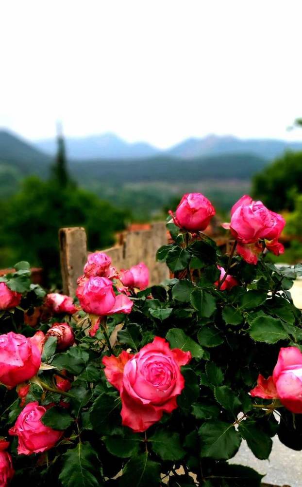 青未了 鲜花做伴 腾讯新闻