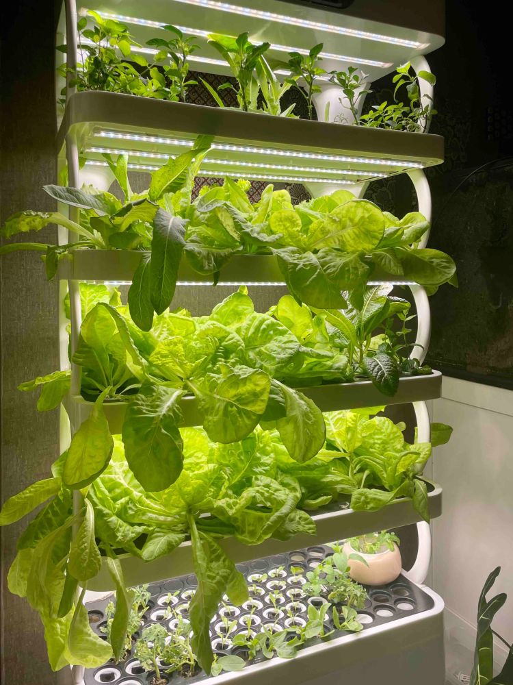 居家种菜背后：智能种菜机火出圈，售价数千元厂家却赚钱难？叮咚课堂app下载官网2023已更新(微博/今日)叮咚课堂app下载官网