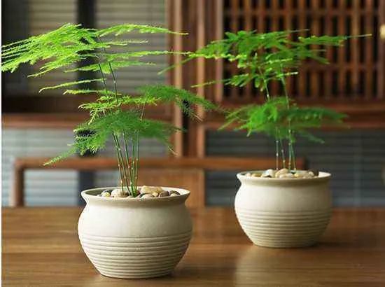 【100種】適合室內養的植物